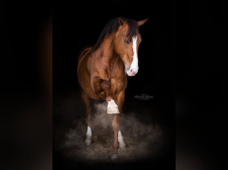 Quarter horse américain Étalon in Delligsen