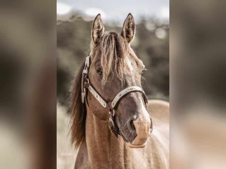 Quarter horse américain Étalon Grullo in Waldshut-Tiengen