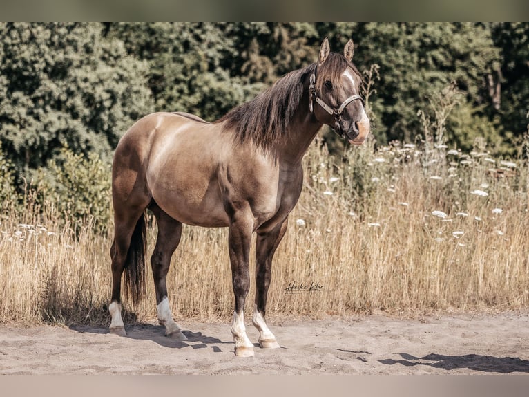 Quarter horse américain Étalon Grullo in Waldshut-Tiengen