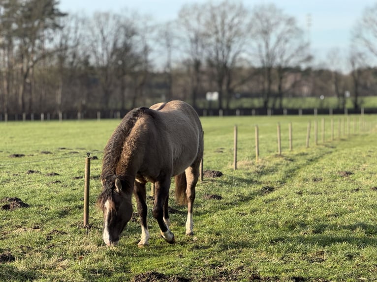 Quarter horse américain Étalon Grullo in Haselünne