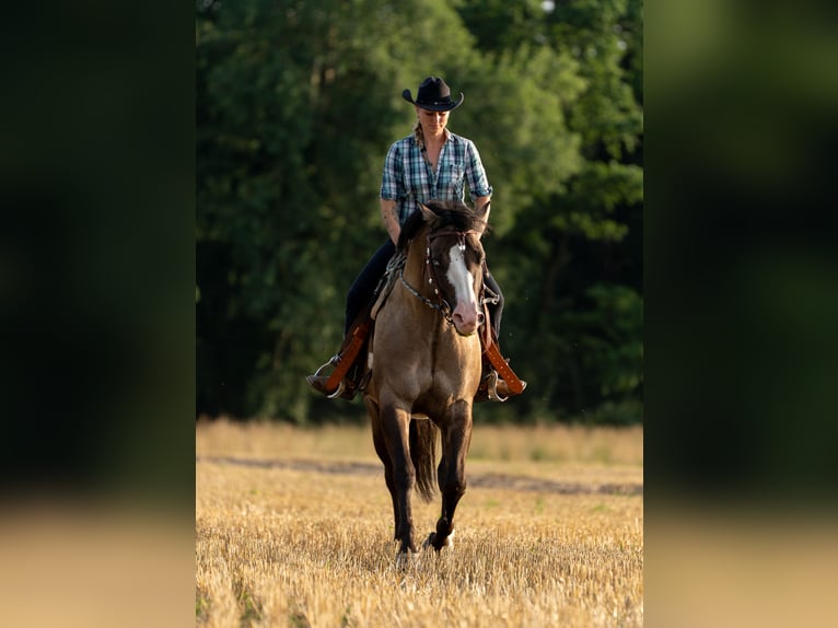 Quarter horse américain Étalon Grullo in Quitzdorf am See