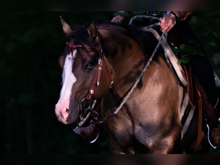 Quarter horse américain Étalon Grullo in Quitzdorf am See