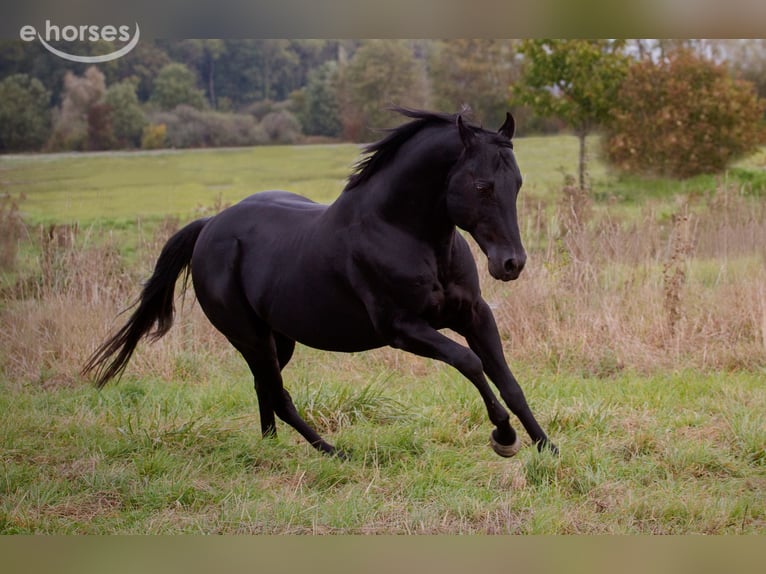 Quarter horse américain Étalon Noir in Tannheim