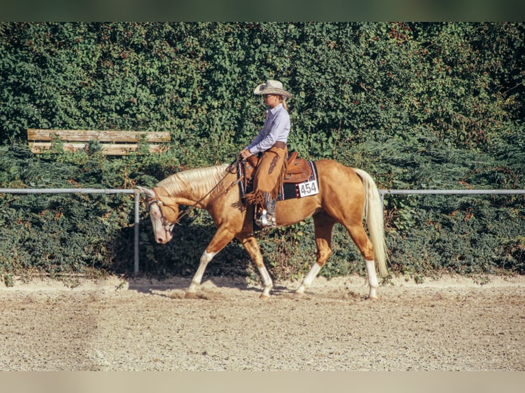 Quarter horse américain Étalon Overo-toutes couleurs in Haldenwang