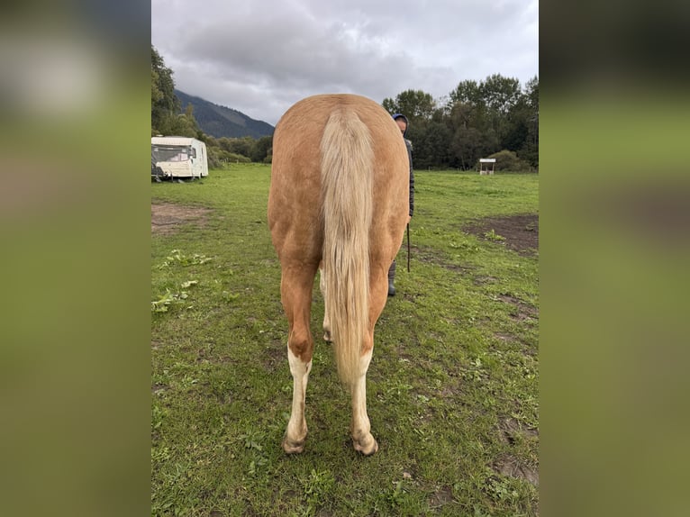 Quarter horse américain Étalon Palomino in Lipt. Mikul&#xE1;&#x161;