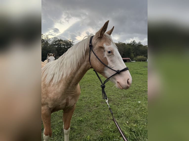 Quarter horse américain Étalon Palomino in Lipt. Mikul&#xE1;&#x161;
