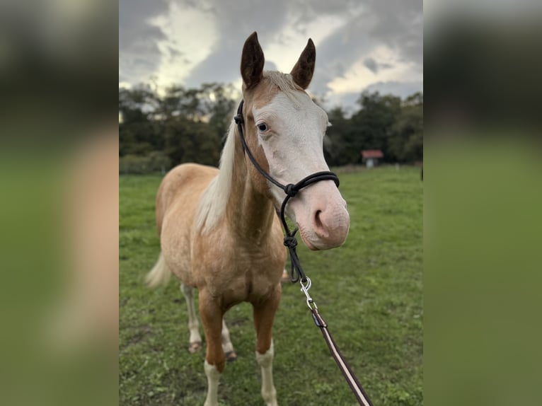 Quarter horse américain Étalon Palomino in Lipt. Mikul&#xE1;&#x161;