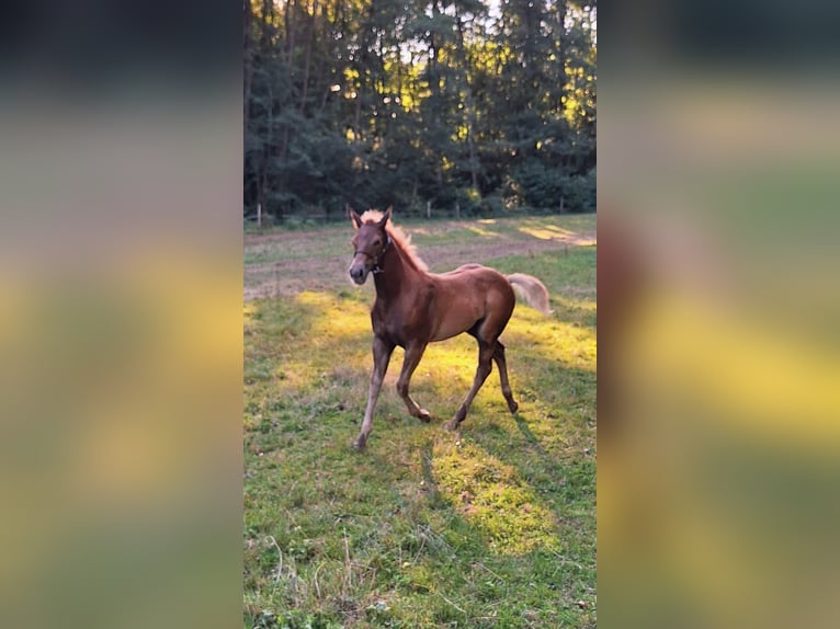 Quarter horse américain Étalon Poulain (05/2025) 125 cm Alezan in Allenbach