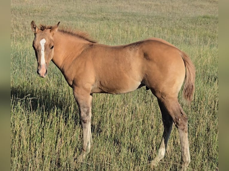 Quarter horse américain Étalon Poulain (05/2025) 142 cm Isabelle in Denton, MT