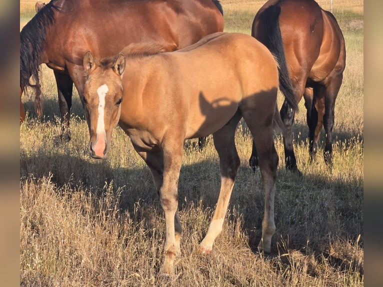 Quarter horse américain Étalon Poulain (05/2025) 142 cm Isabelle in Denton, MT
