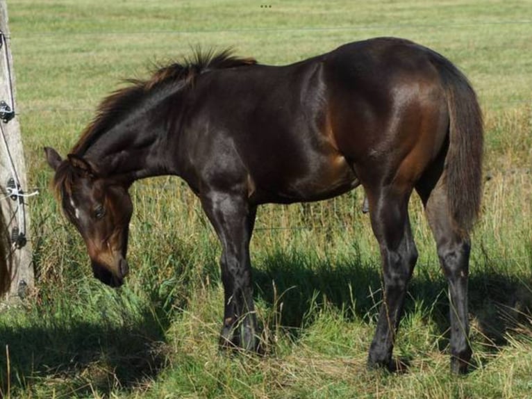 Quarter horse américain Étalon Poulain (03/2025) 145 cm Bai brun in Linsburg