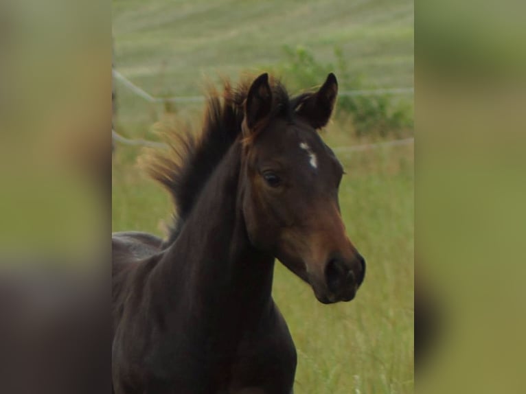 Quarter horse américain Étalon Poulain (03/2025) 145 cm Bai brun foncé in Linsburg