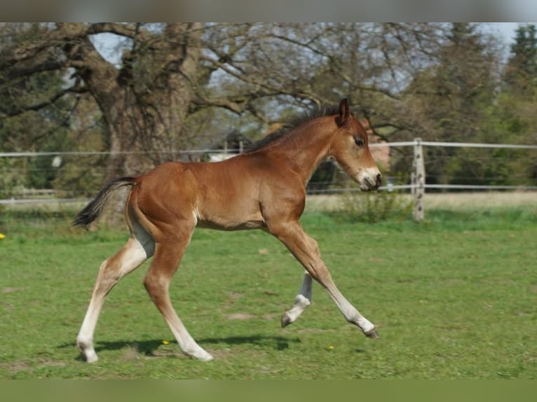 Quarter horse américain Étalon Poulain (04/2026) 148 cm Bai in Linsburg