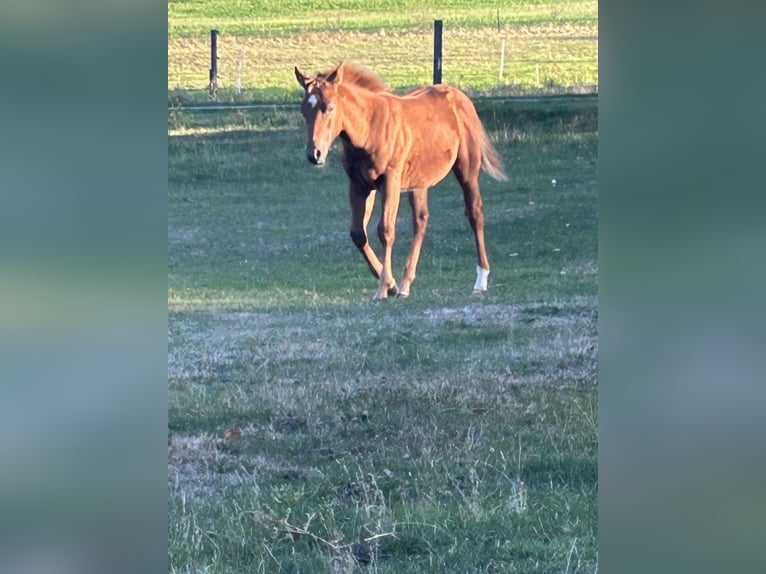 Quarter horse américain Étalon Poulain (05/2026) 150 cm Alezan cuivré in Klötze