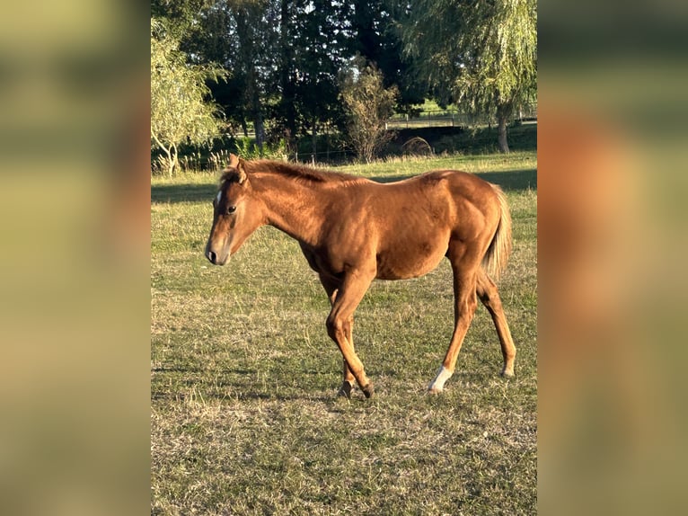 Quarter horse américain Étalon Poulain (05/2026) 150 cm Alezan cuivré in Klötze