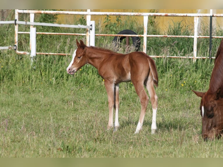 Quarter horse américain Étalon Poulain (05/2025) 150 cm Alezan in Ennigerloh