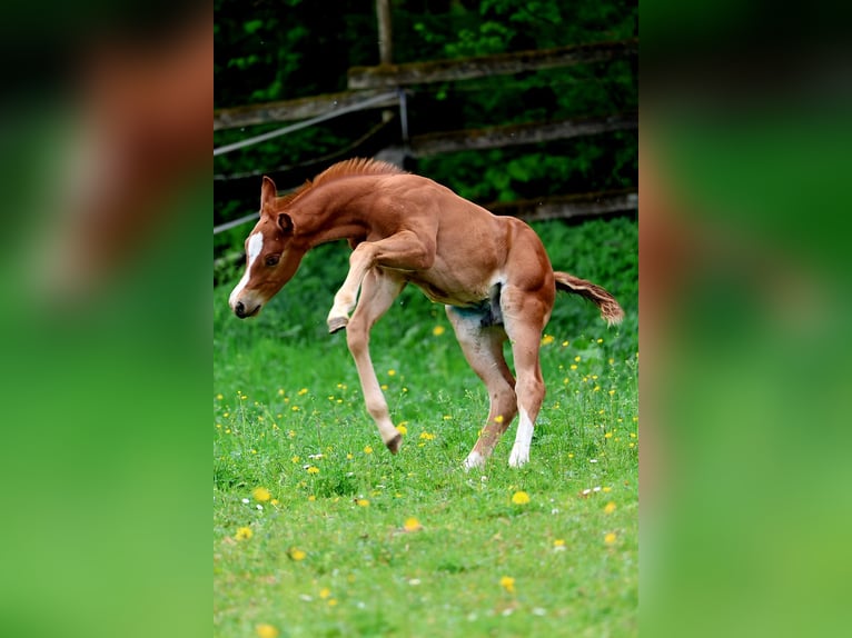 Quarter horse américain Étalon Poulain (04/2026) 150 cm Alezan in Berschweiler