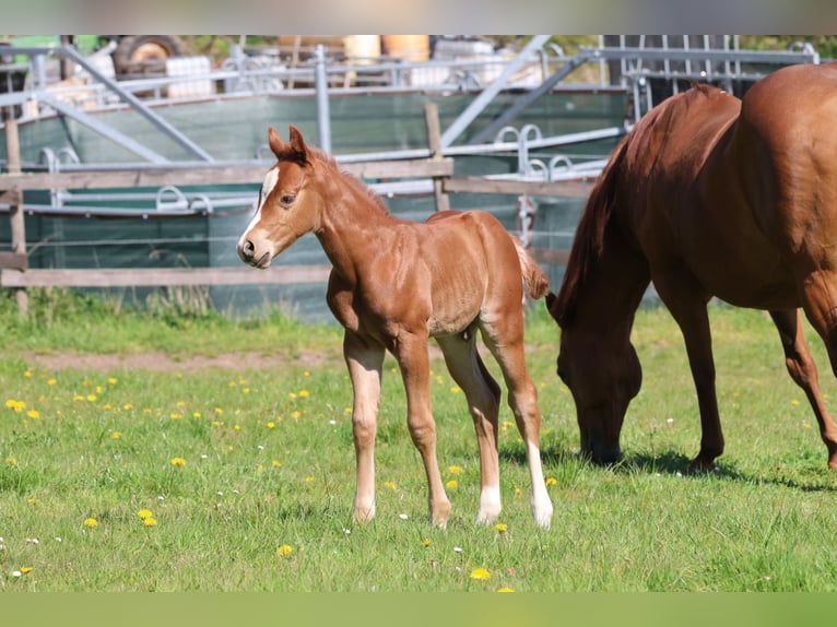 Quarter horse américain Étalon Poulain (04/2026) 150 cm Alezan in Berschweiler