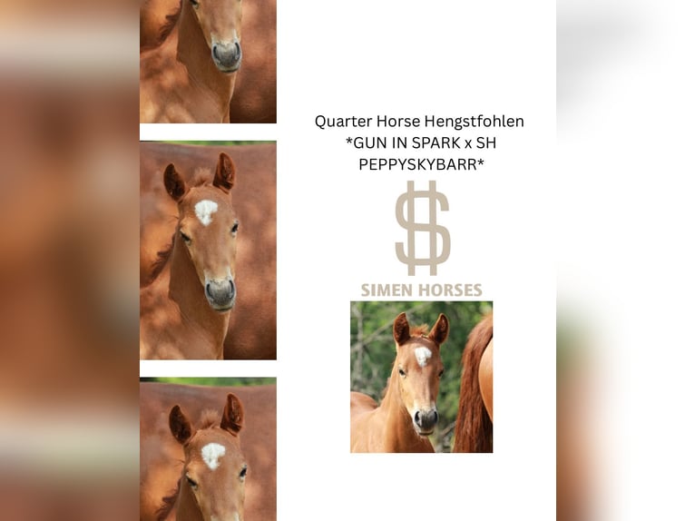 Quarter horse américain Étalon Poulain (05/2025) 150 cm Alezan in Steinen