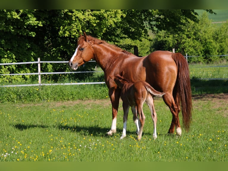 Quarter horse américain Étalon Poulain (04/2026) 150 cm Alezan in Breitenbach