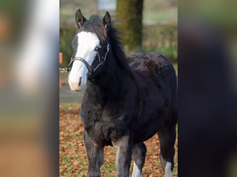 Quarter horse américain Étalon Poulain (05/2025) 150 cm Bai brun in Hellenthal