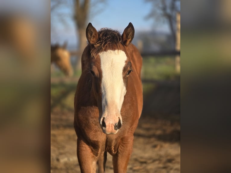 Quarter horse américain Étalon Poulain (05/2025) 150 cm Bai cerise in RAVNE NA KOROSKEM Quarter horse américain Étalon Poulain (05/2025) 150 cm Bai cerise in RAVNE NA KOROSKEM