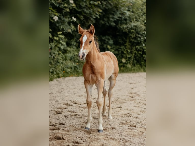 Quarter horse américain Étalon Poulain (04/2026) 150 cm Bai in Hameln