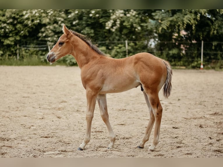 Quarter horse américain Étalon Poulain (04/2026) 150 cm Bai in Hameln