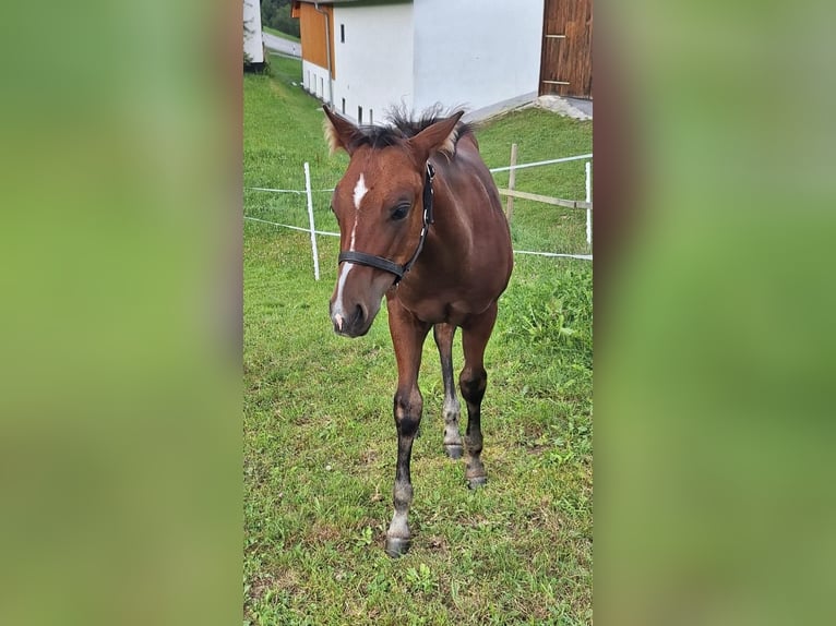Quarter horse américain Étalon Poulain (05/2025) 150 cm Bai in Oberkappel