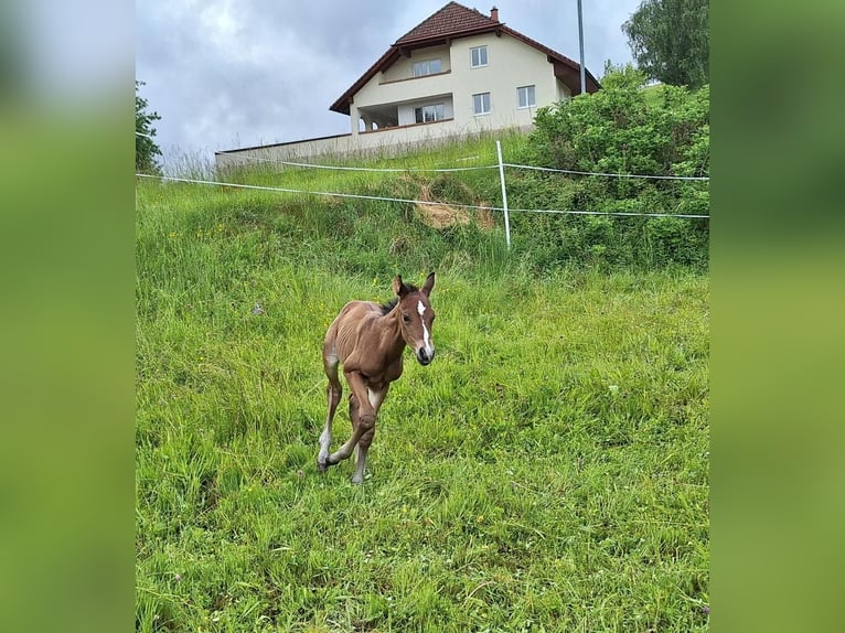 Quarter horse américain Étalon Poulain (05/2025) 150 cm Bai in Oberkappel