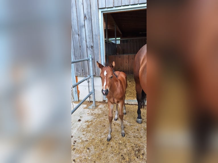 Quarter horse américain Étalon Poulain (05/2025) 150 cm Bai in Oberkappel