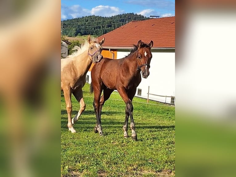 Quarter horse américain Étalon Poulain (05/2025) 150 cm Bai in Oberkappel
