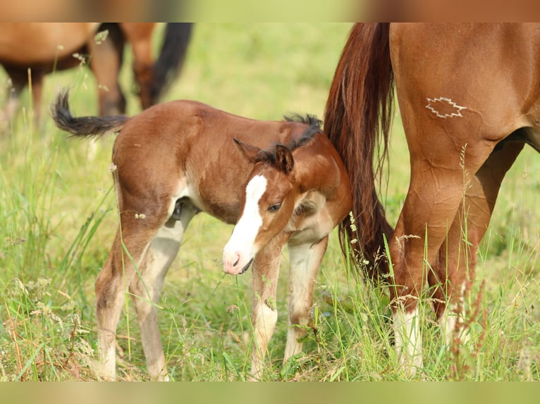 Quarter horse américain Étalon  150 cm Bai in Waldshut-Tiengen