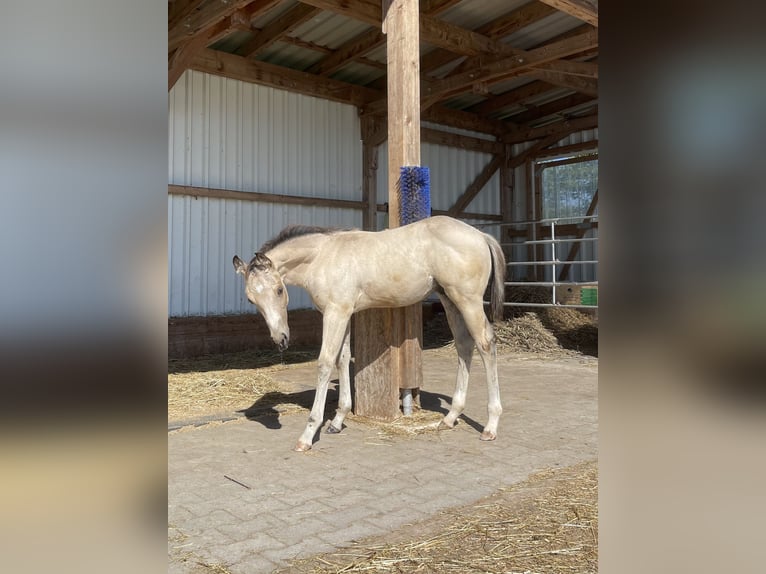 Quarter horse américain Étalon Poulain (04/2024) 150 cm Buckskin in Schlüsselfeld