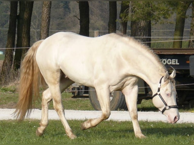 Quarter horse américain Étalon  150 cm Buckskin in Melle