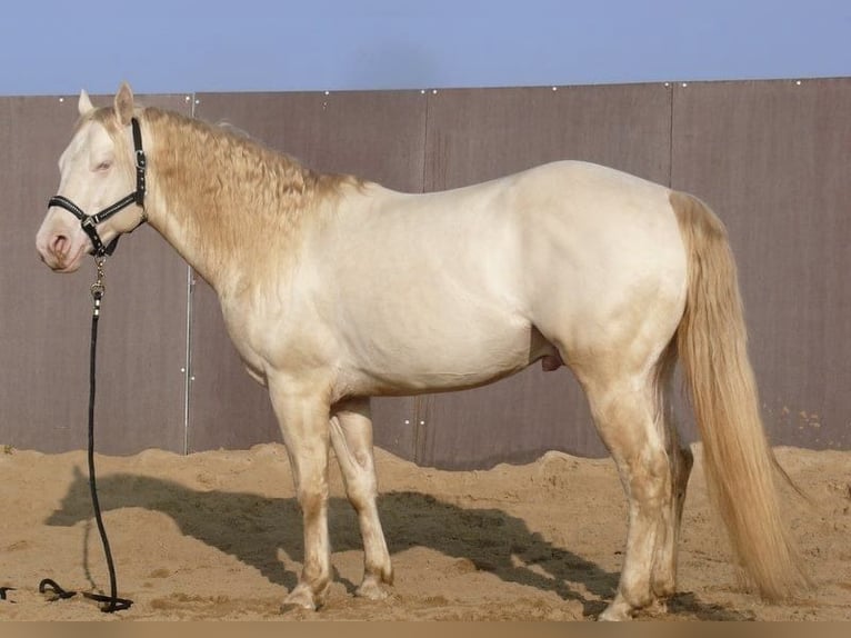 Quarter horse américain Étalon  150 cm Buckskin in Melle