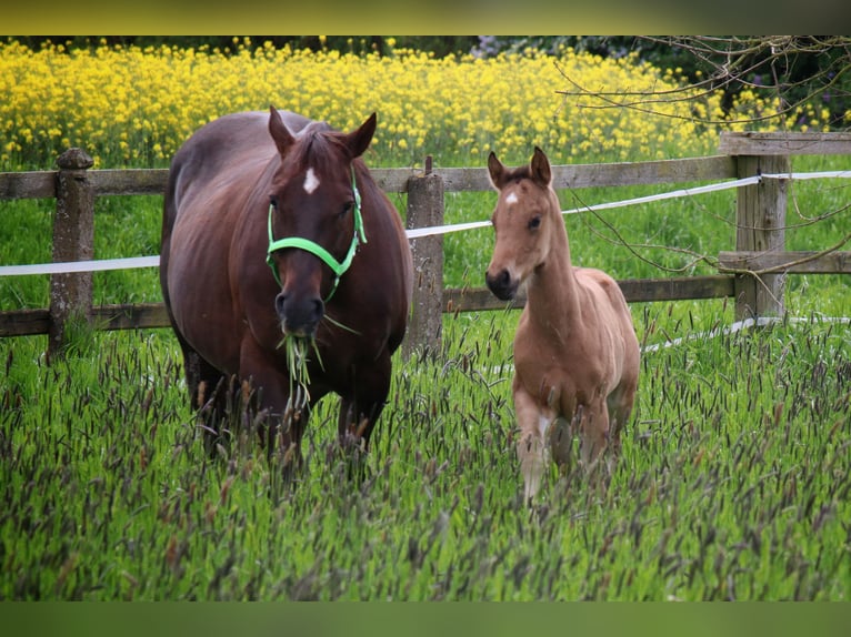 Quarter horse américain Étalon  150 cm Buckskin in Melle