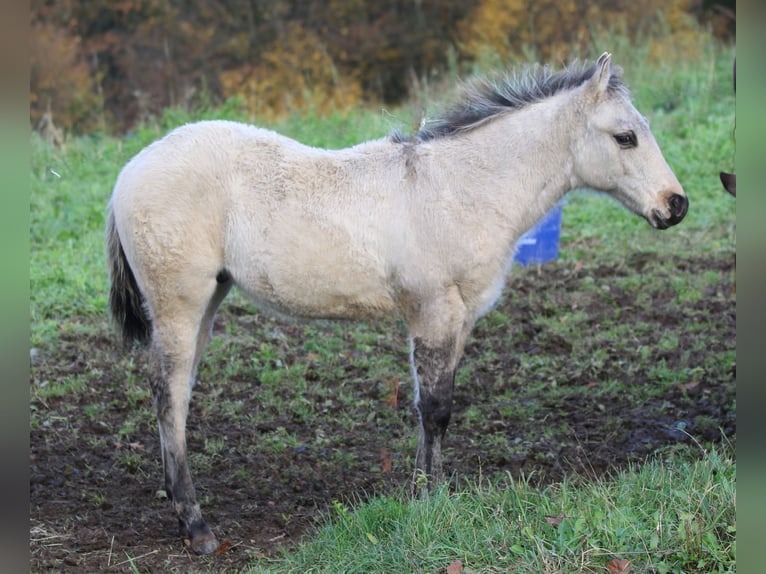 Quarter horse américain Étalon Poulain (06/2025) 150 cm Dunalino in Bodenfelde