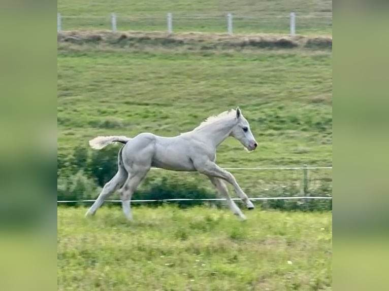 Quarter horse américain Étalon Poulain (06/2026) 150 cm Dunalino in Brüel