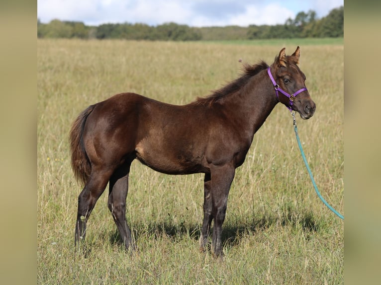 Quarter horse américain Étalon  150 cm Noir in Poppenhausen