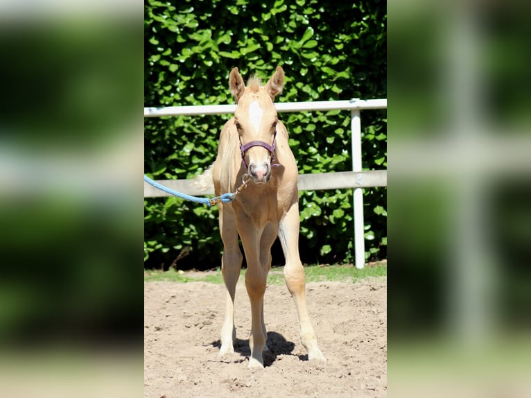 Quarter horse américain Étalon  150 cm Palomino in Stade