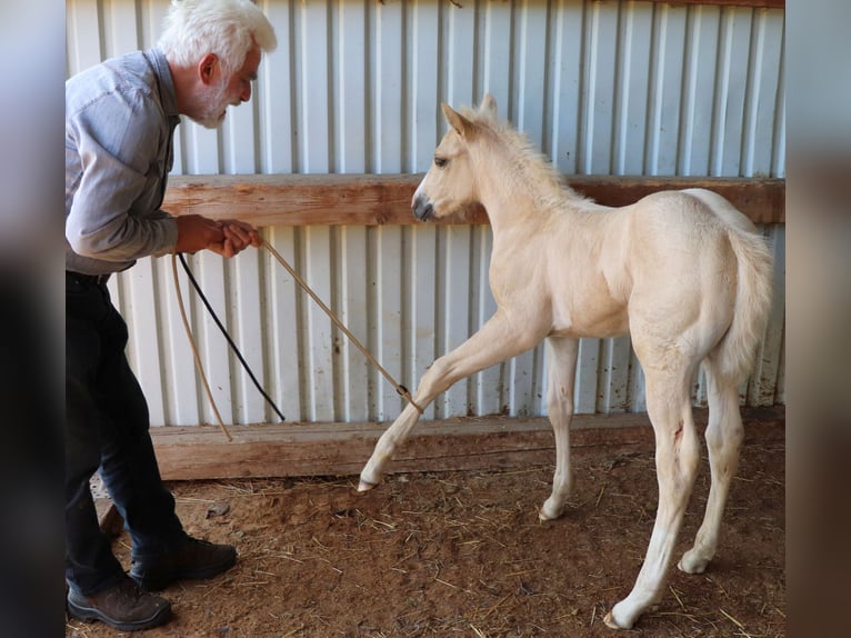 Quarter horse américain Étalon Poulain (05/2024) 150 cm Palomino in Müglitztal