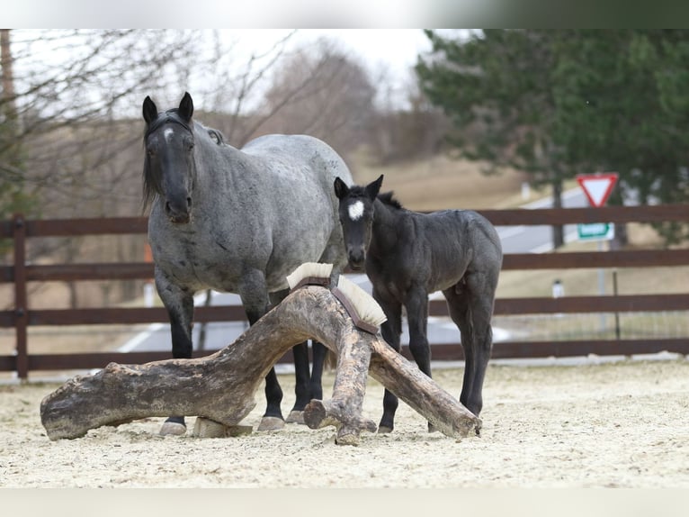 Quarter horse américain Étalon  150 cm Rouan Bleu in Hernstein