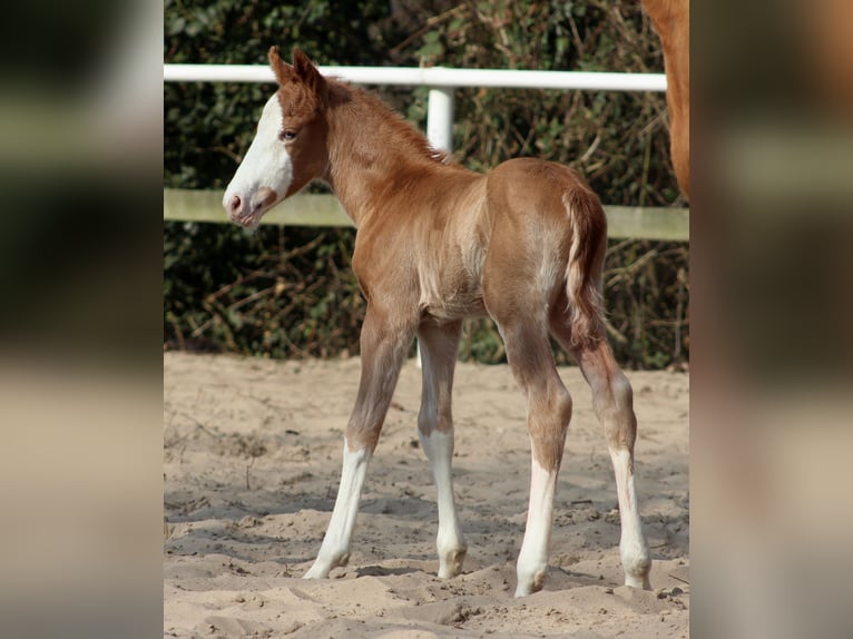 Quarter horse américain Étalon  151 cm Alezan in Stade