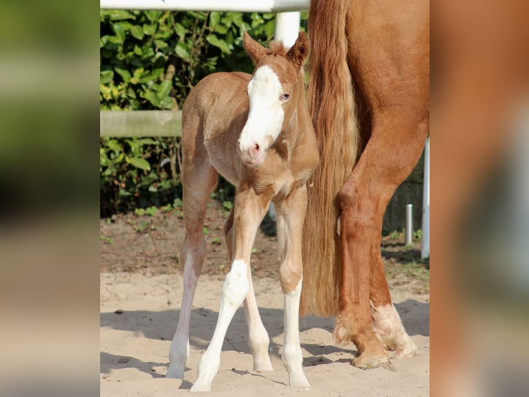 Quarter horse américain Étalon  151 cm Alezan in Stade