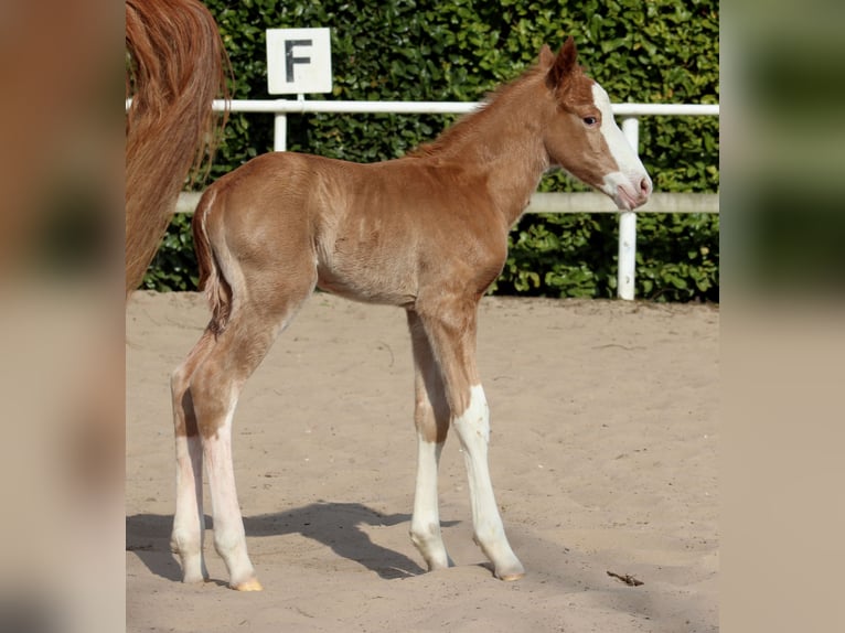 Quarter horse américain Étalon  151 cm Alezan in Stade