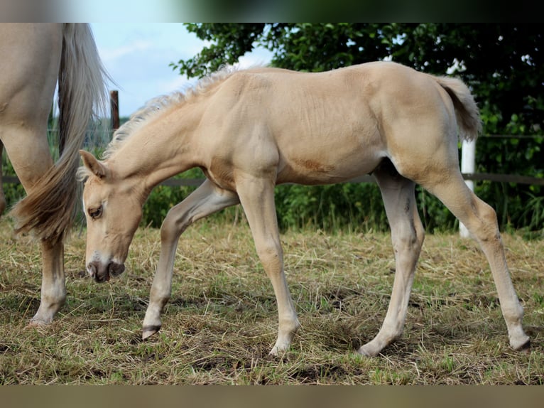 Quarter horse américain Étalon Poulain (05/2025) 151 cm Palomino in Stade Quarter horse américain Étalon Poulain (05/2025) 151 cm Palomino in Stade