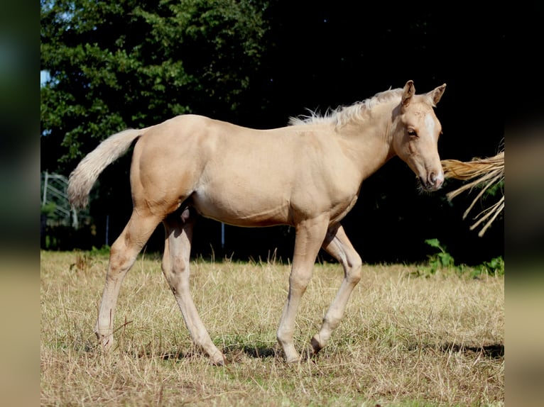 Quarter horse américain Étalon Poulain (05/2025) 151 cm Palomino in Stade Quarter horse américain Étalon Poulain (05/2025) 151 cm Palomino in Stade