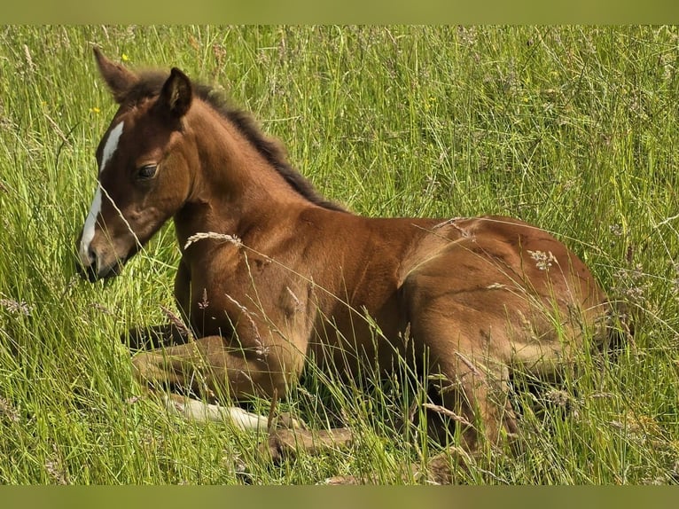 Quarter horse américain Étalon  152 cm Alezan brûlé in Amorbach
