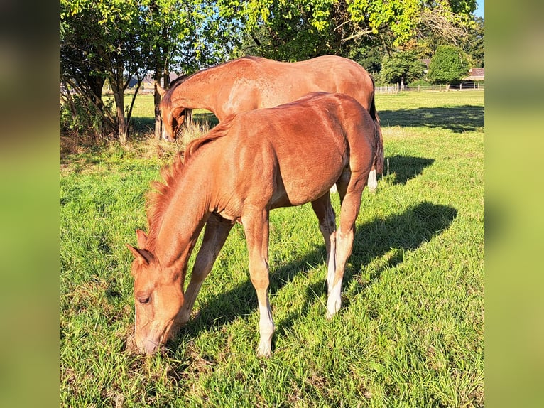 Quarter horse américain Étalon Poulain (05/2025) 152 cm Alezan in Weste